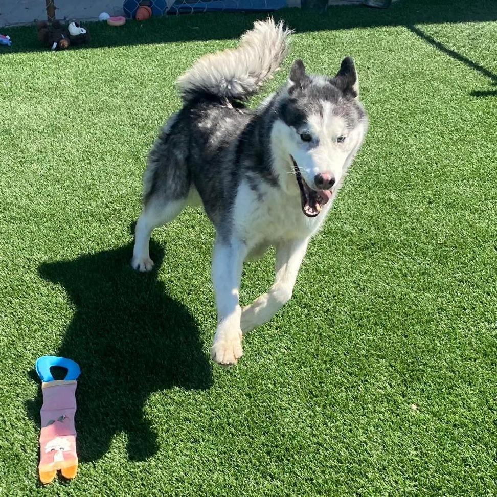 Enlarge Roo, a Adoptable Husky in Brookfield, MO image 2/2