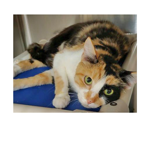 Patchwork, a Adoptable mixed breed in Portsmouth, OH image 1/4