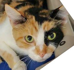 Patchwork, Adult Female Domestic Short Hair