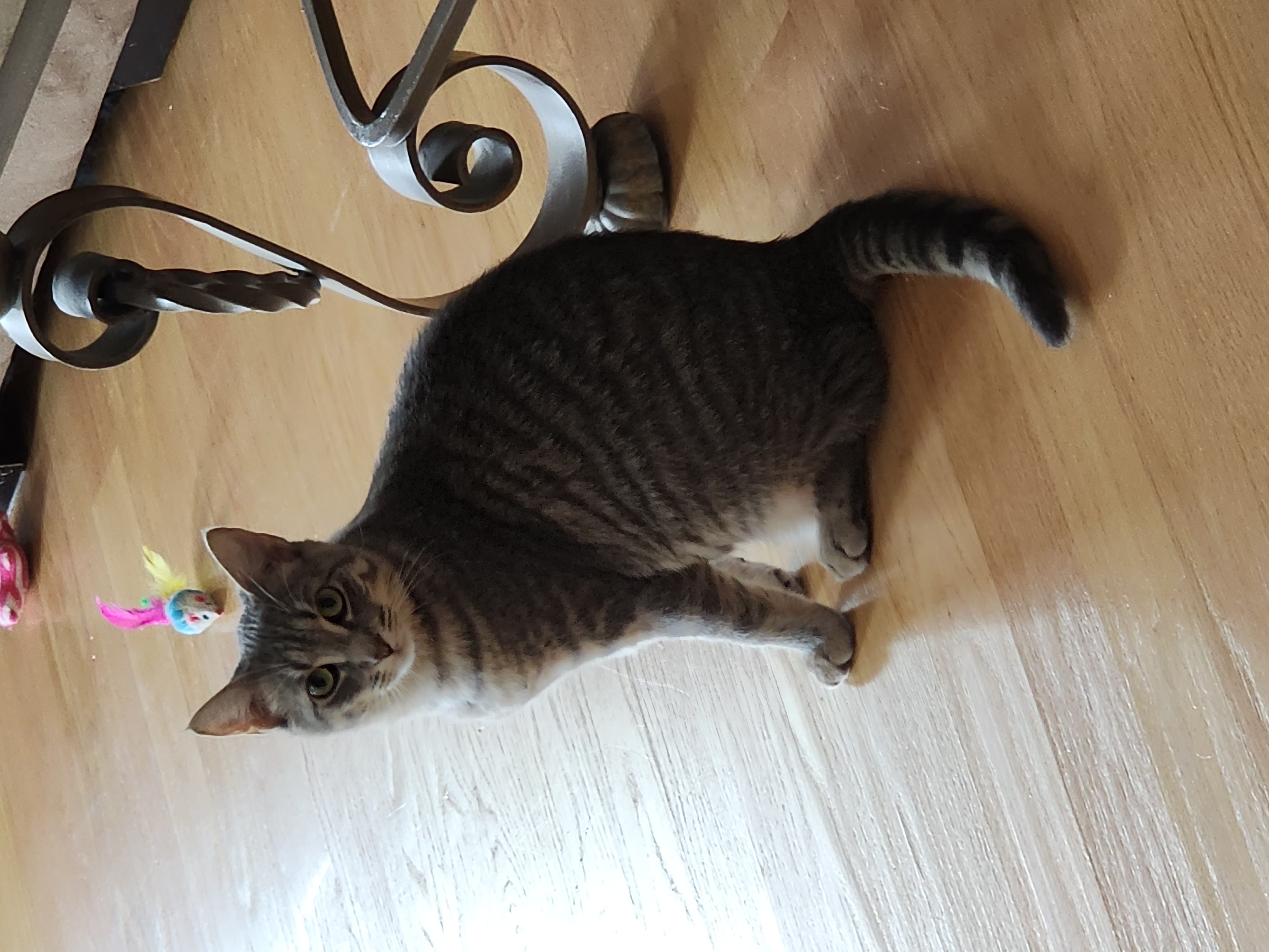 Billie, a Adoptable Domestic Short Hair in Woodbridge, NJ image 1/4