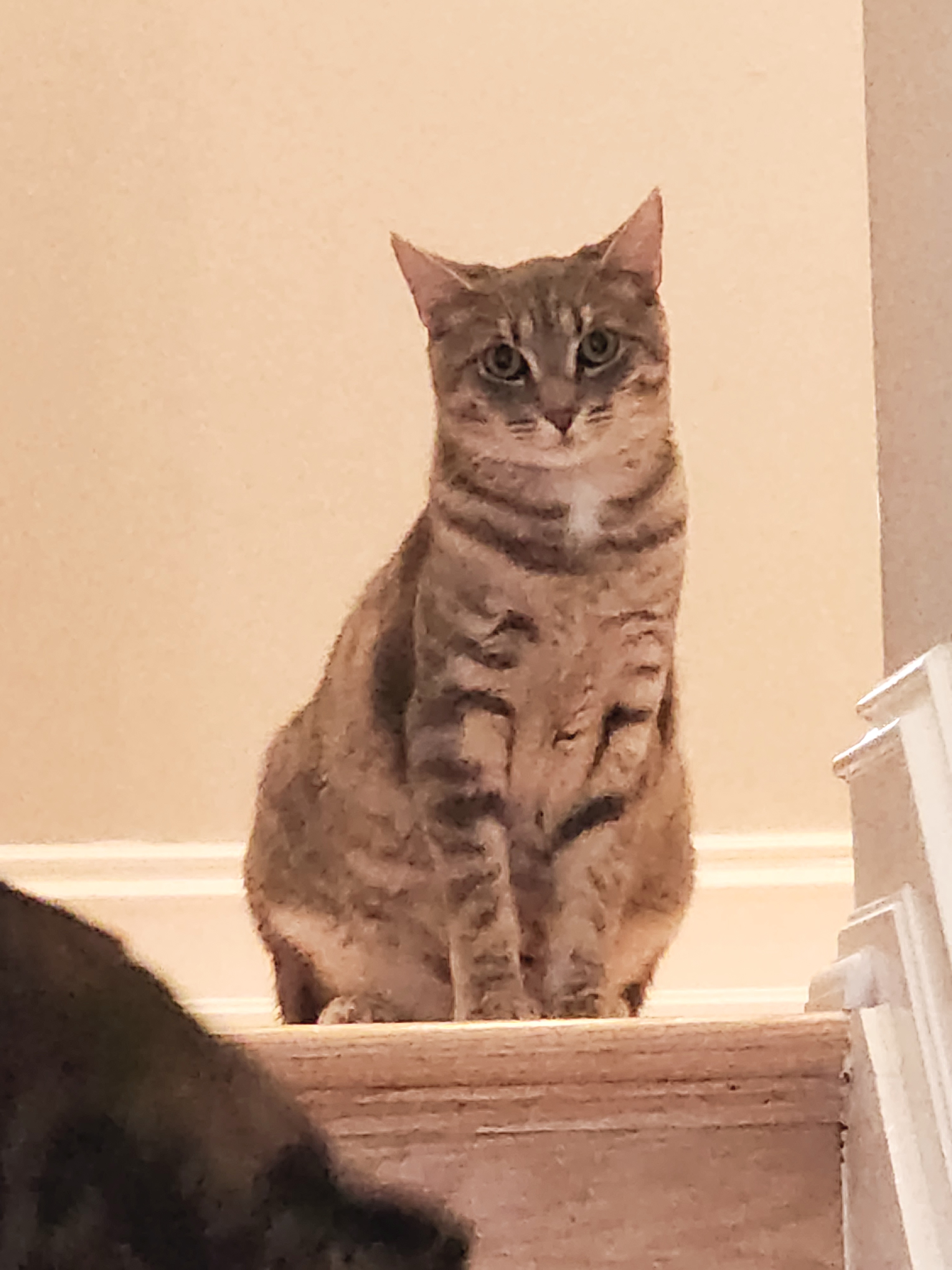 Billie, a Adoptable Domestic Short Hair in Woodbridge, NJ image 2/4