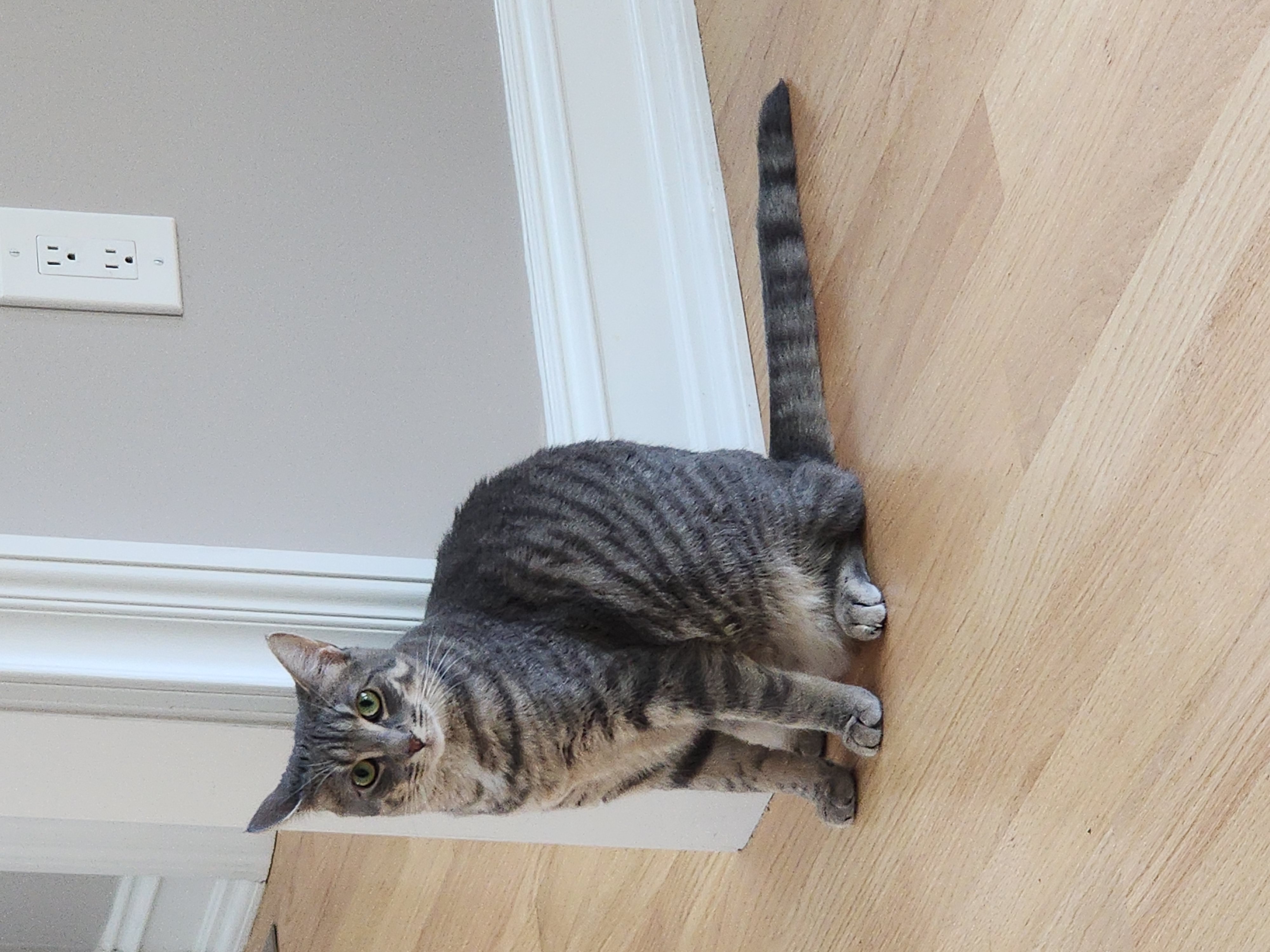 Billie, a Adoptable Domestic Short Hair in Woodbridge, NJ image 3/4