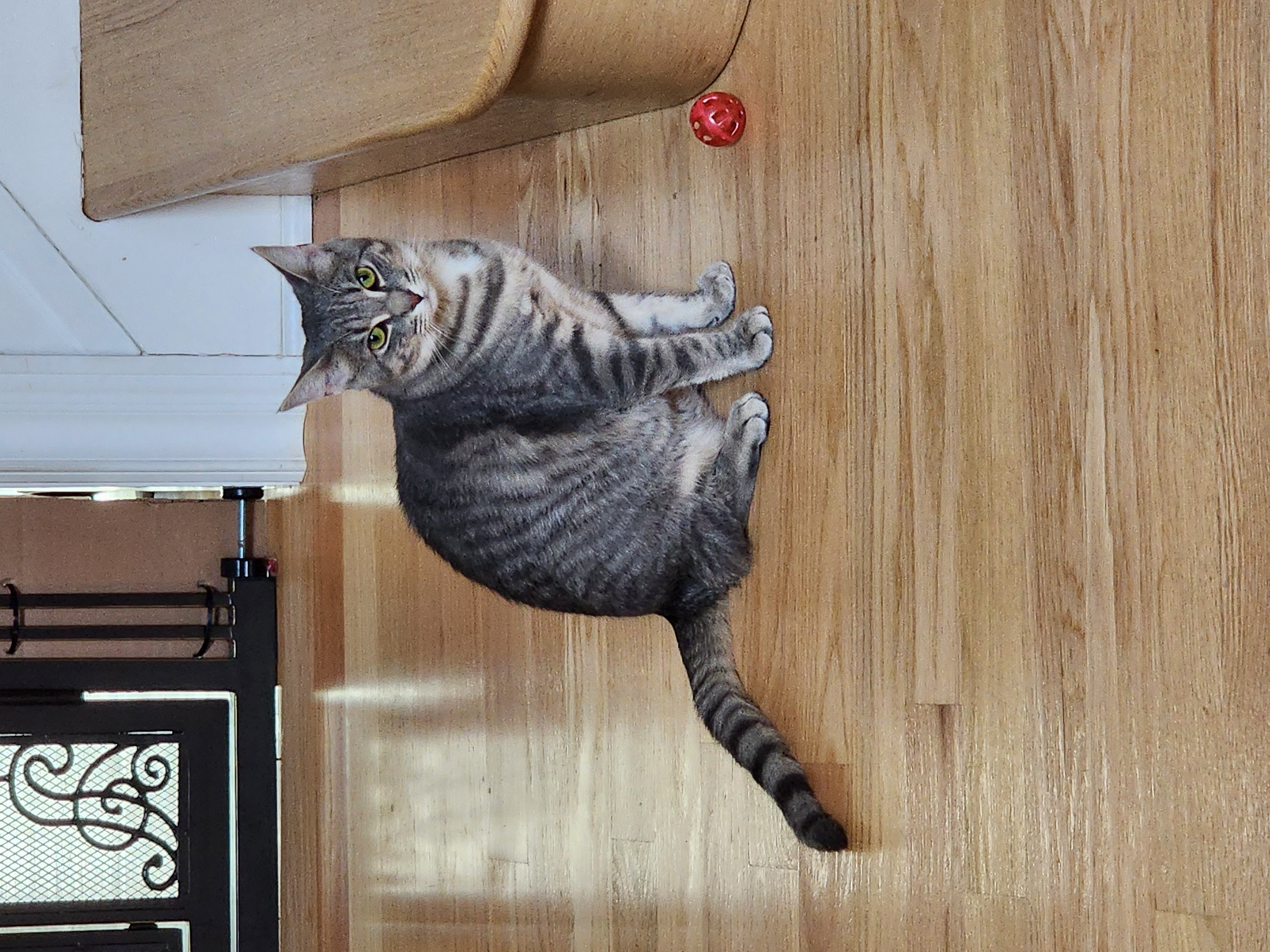 Billie, a Adoptable Domestic Short Hair in Woodbridge, NJ image 4/4