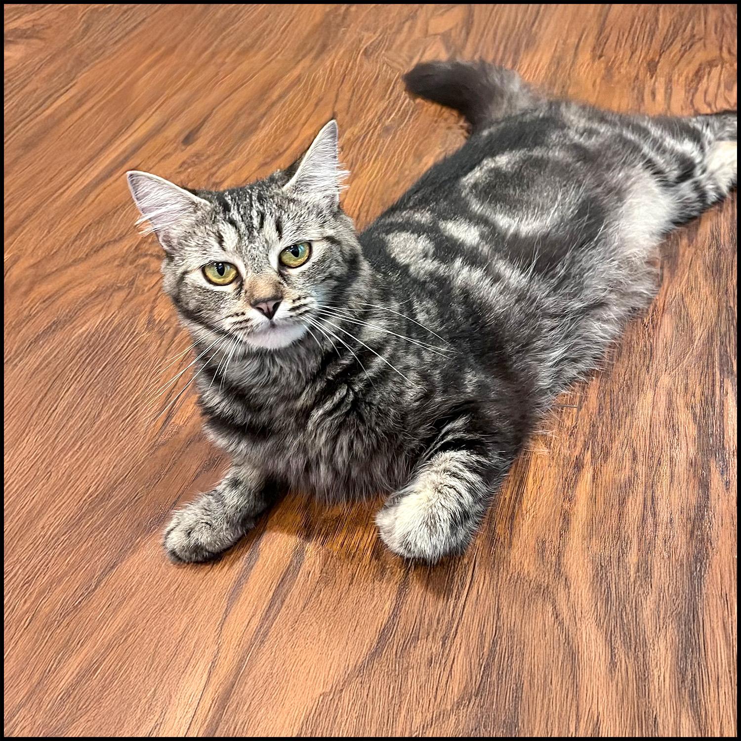 Taylor, Adult Female unknown