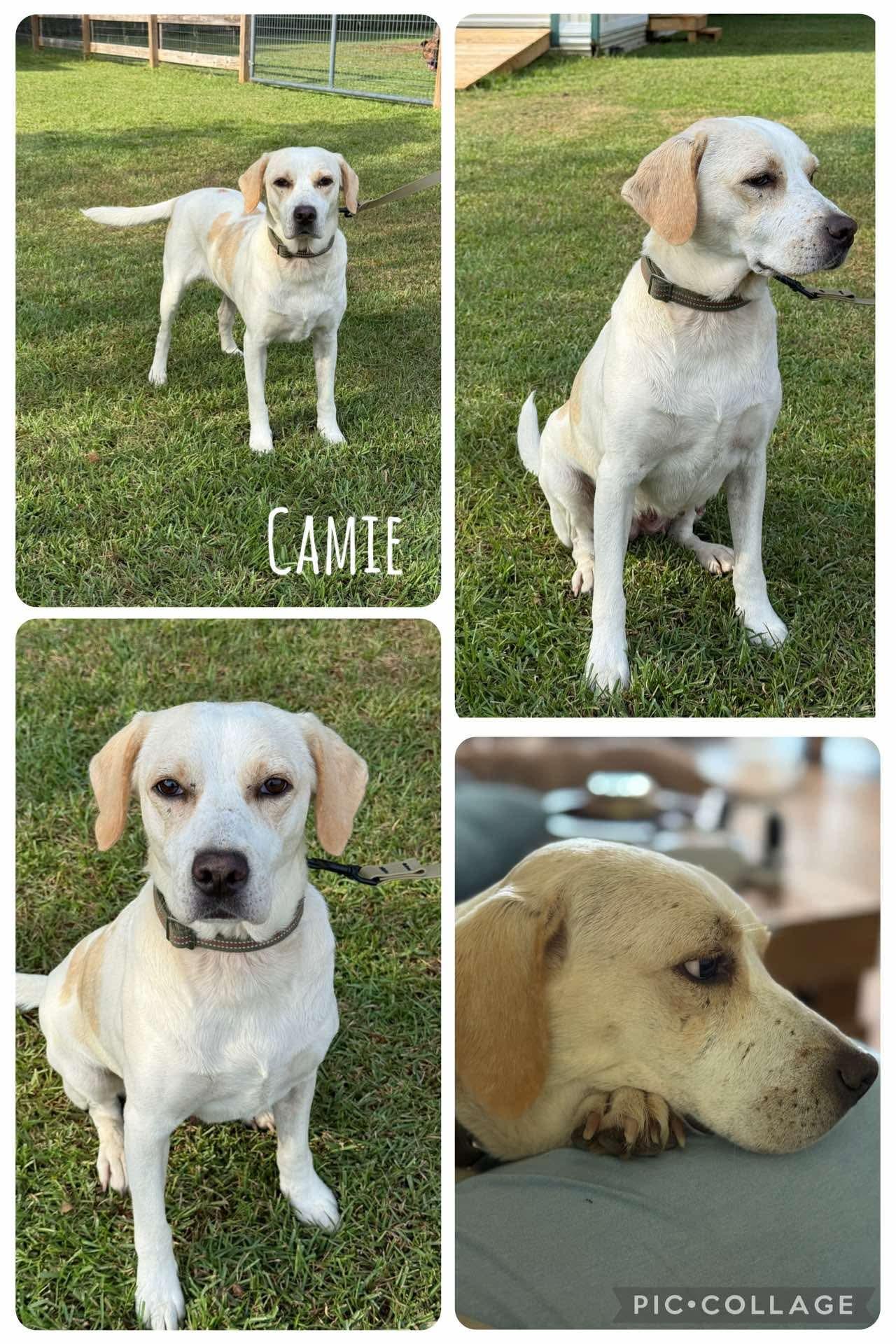 Cammie, Adoptable, Adult Female Beagle & Yellow Labrador Retriever.