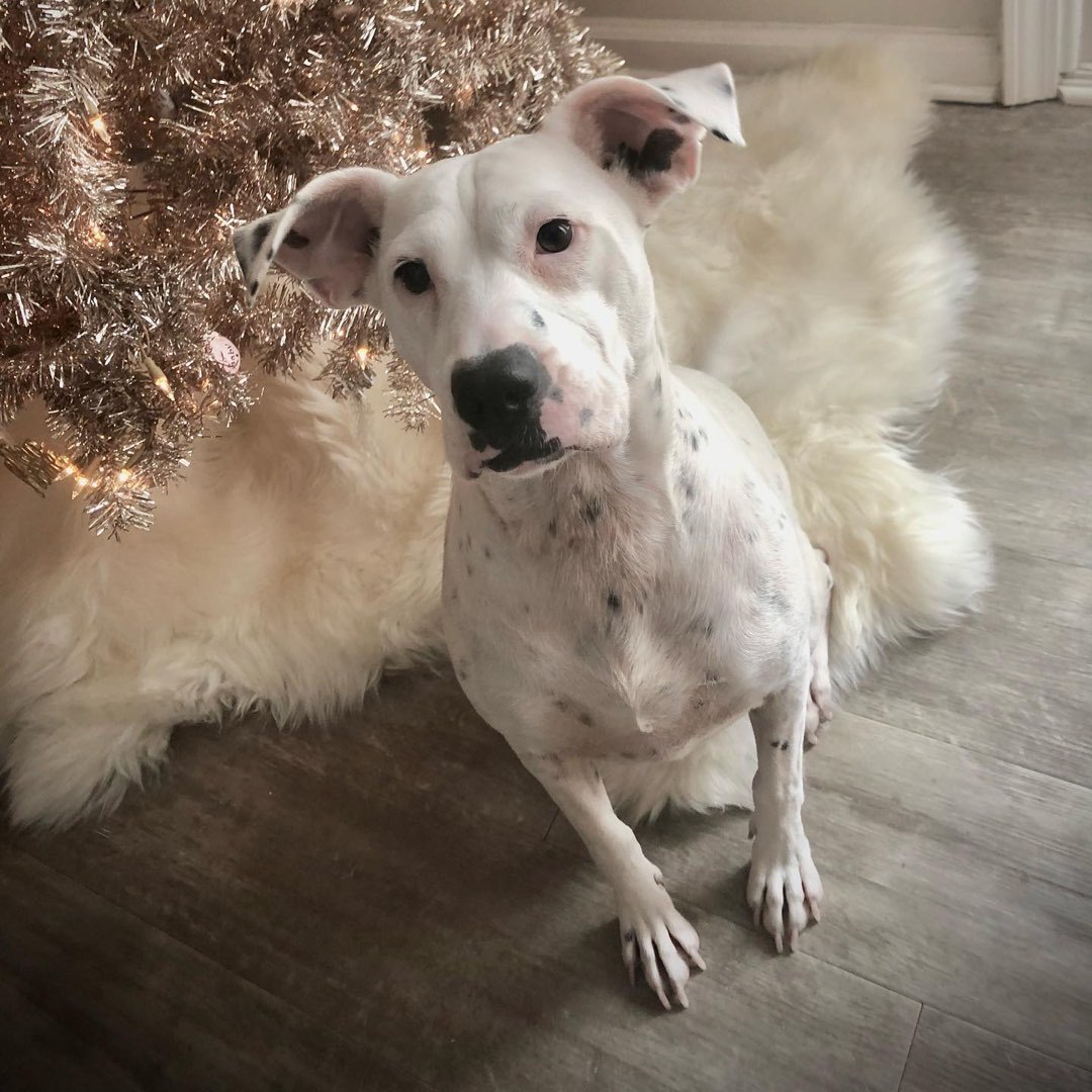 Enlarge Daisy, a Adoptable mixed breed in Dallas, GA image 1/6