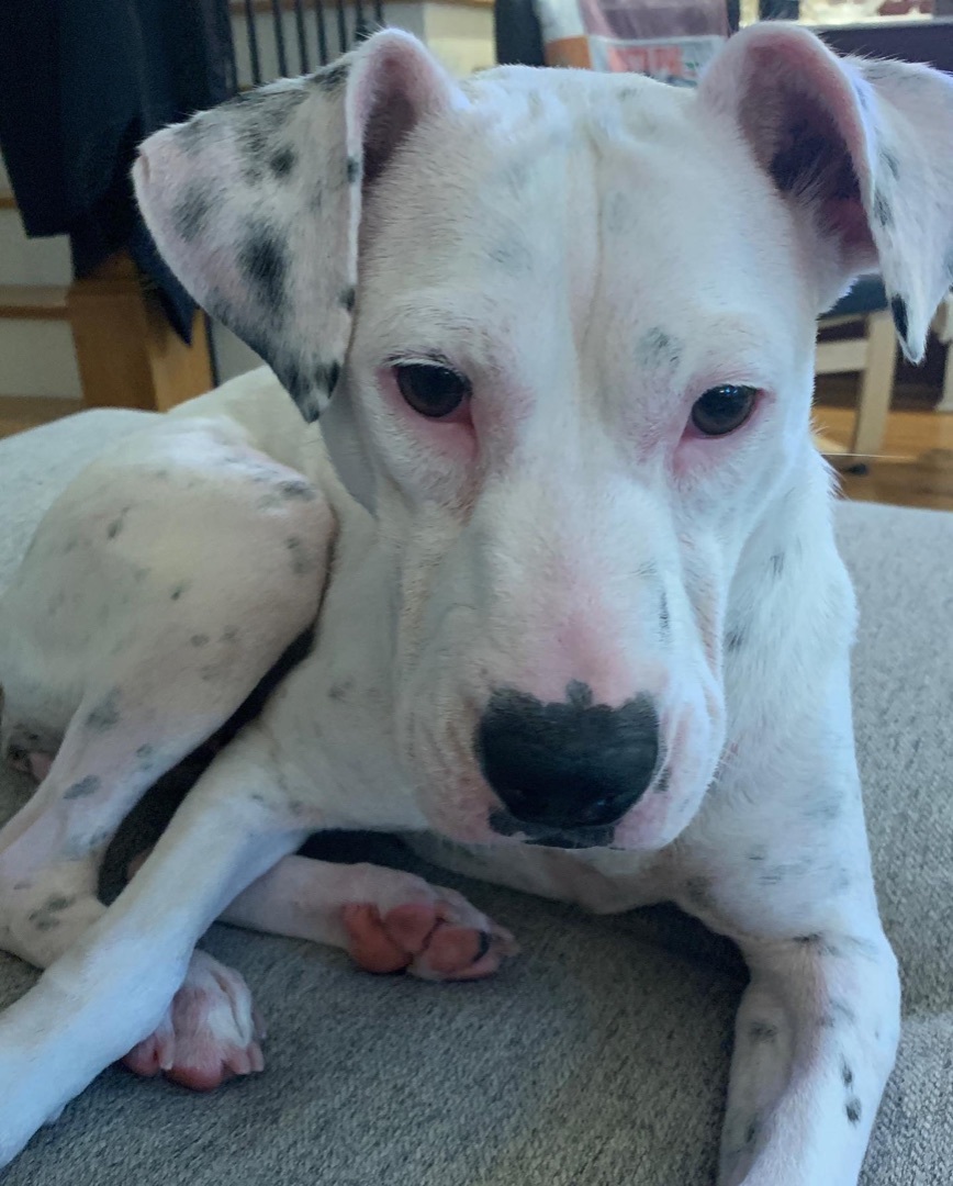 Enlarge Daisy, a Adoptable mixed breed in Dallas, GA image 2/6