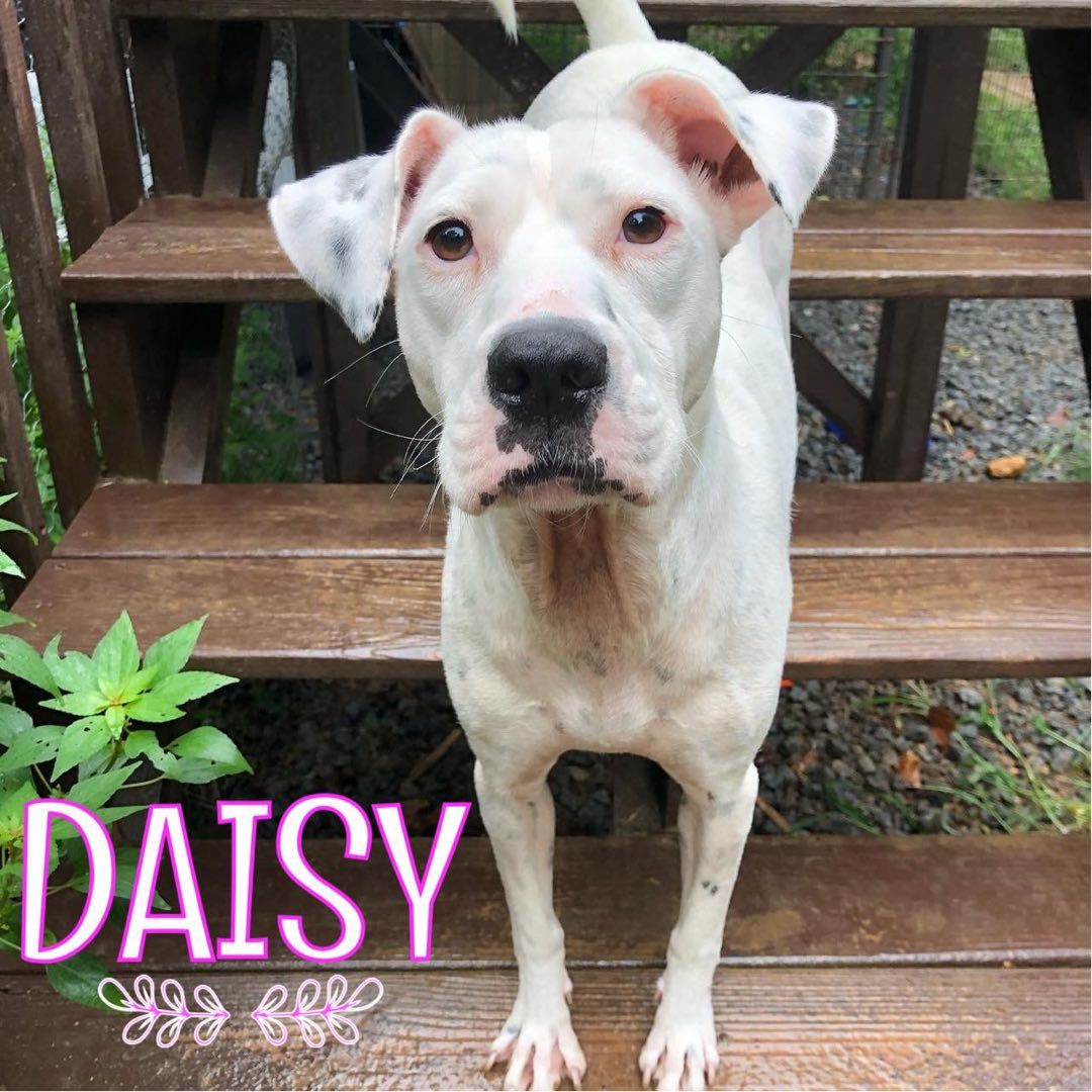 Enlarge Daisy, a Adoptable mixed breed in Dallas, GA image 4/6