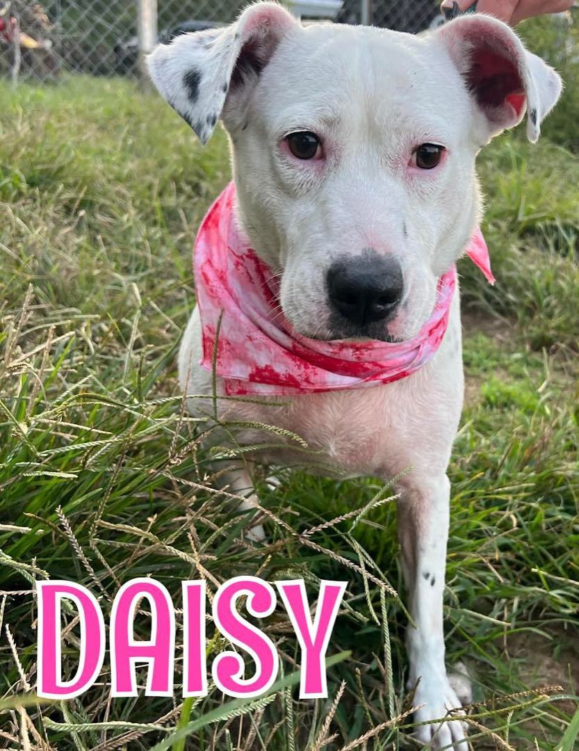 Enlarge Daisy, a Adoptable mixed breed in Dallas, GA image 6/6