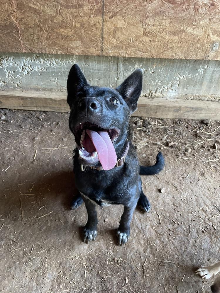 Selena, Adoptable, Puppy Female Australian Cattle Dog / Blue Heeler & Catahoula Leopard Dog.