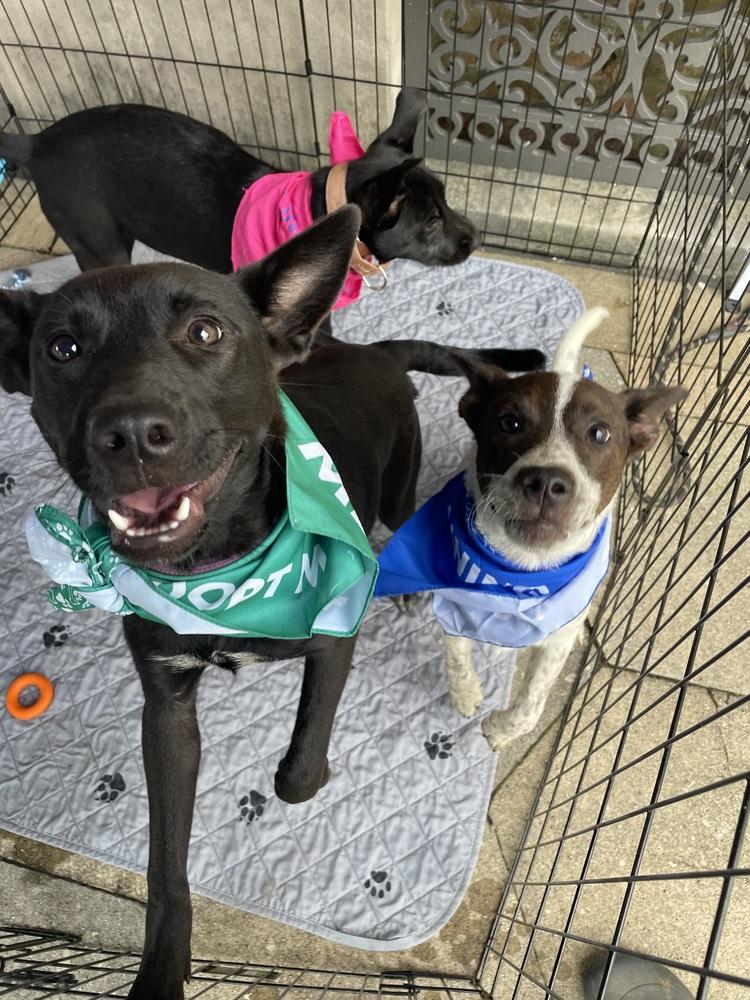 Selena, a Adoptable mixed breed in Newnan, GA image 2/6