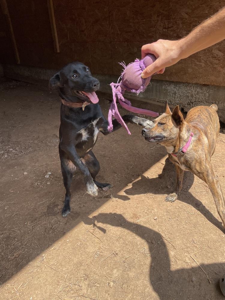 Enlarge Selena, a Adoptable mixed breed in Newnan, GA image 2/6