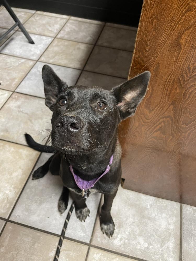 Selena, a Adoptable mixed breed in Newnan, GA image 3/6
