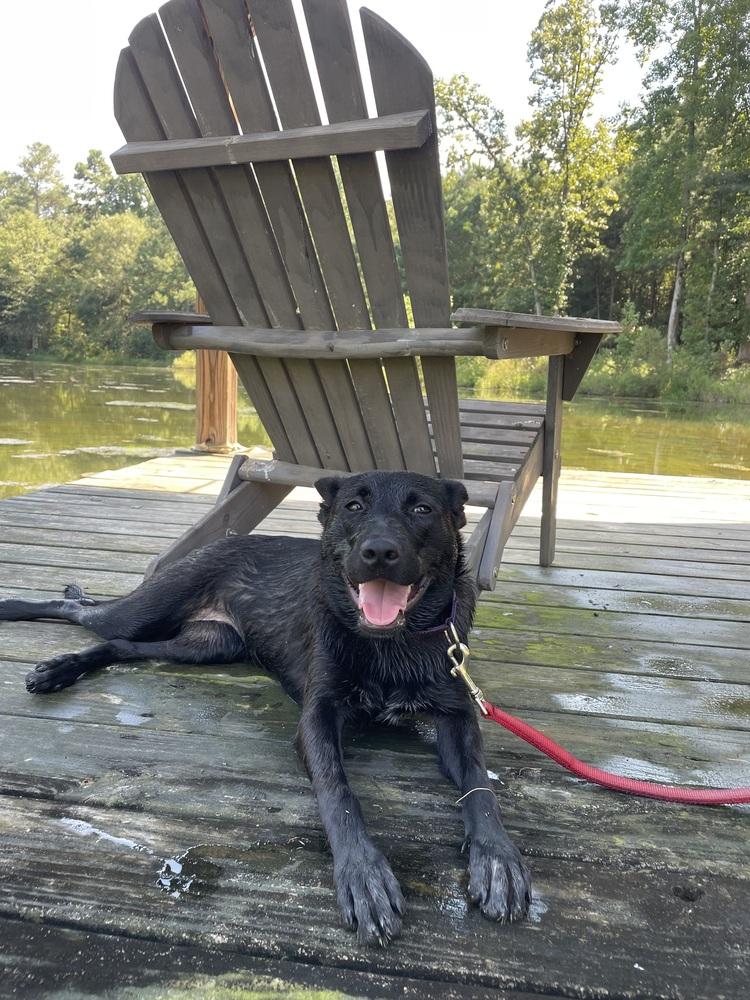 Enlarge Selena, a Adoptable mixed breed in Newnan, GA image 4/6