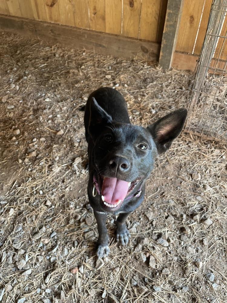 Selena, a Adoptable mixed breed in Newnan, GA image 4/6