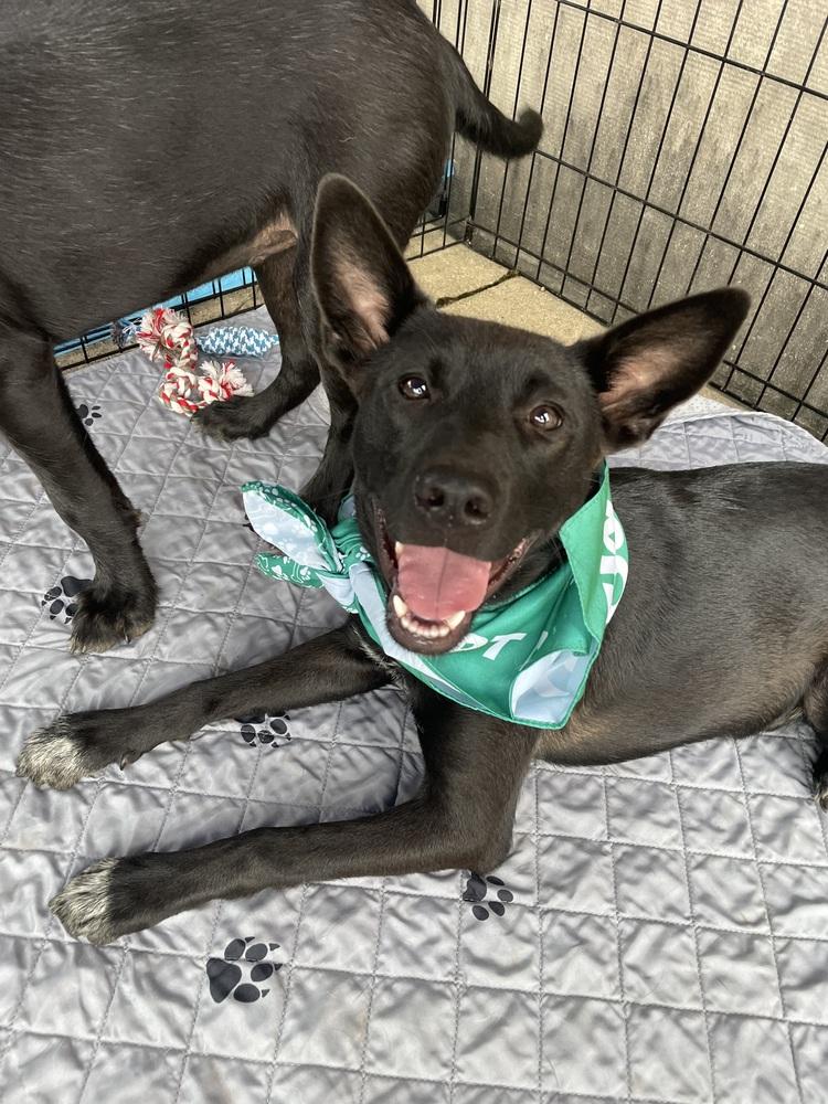 Selena, a Adoptable mixed breed in Newnan, GA image 5/6