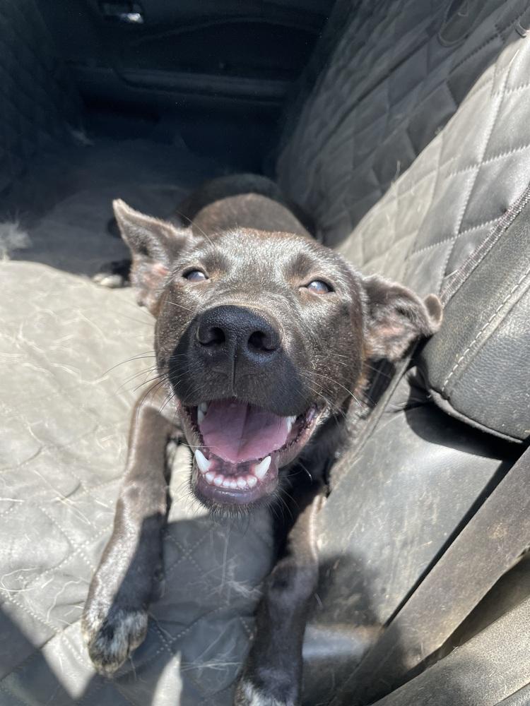 Selena, a Adoptable mixed breed in Newnan, GA image 6/6