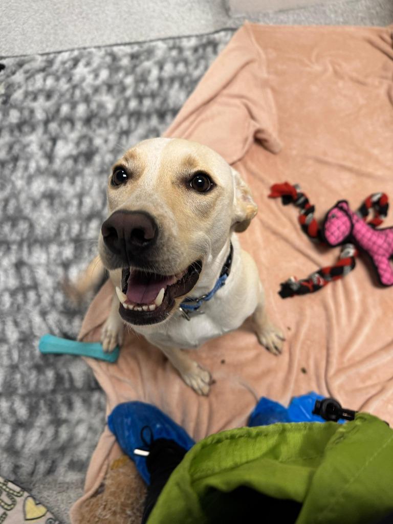 Man O' War, a Adoptable mixed breed in Phoenix, AZ image 2/6