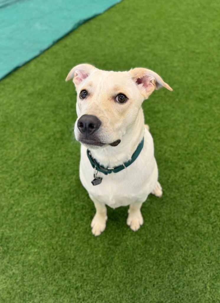 Man O' War, a Adoptable mixed breed in Phoenix, AZ image 3/6