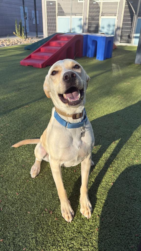 Enlarge Man O' War, a Adoptable mixed breed in Phoenix, AZ image 1/6