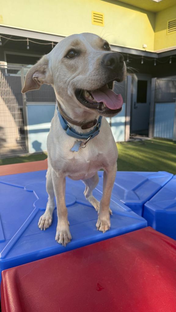 Enlarge Man O' War, a Adoptable mixed breed in Phoenix, AZ image 2/6