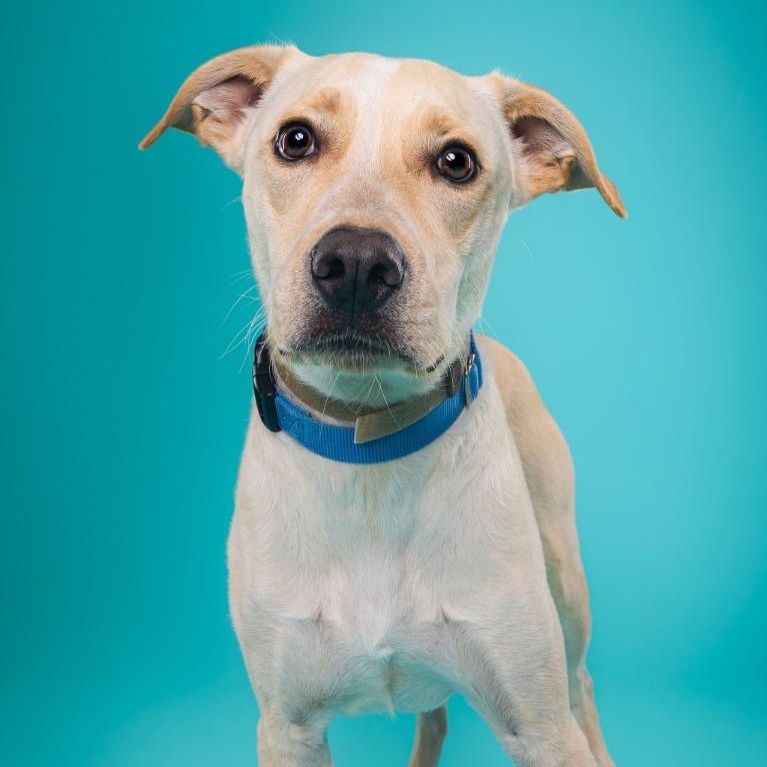 Man O' War, a Adoptable mixed breed in Phoenix, AZ image 1/6