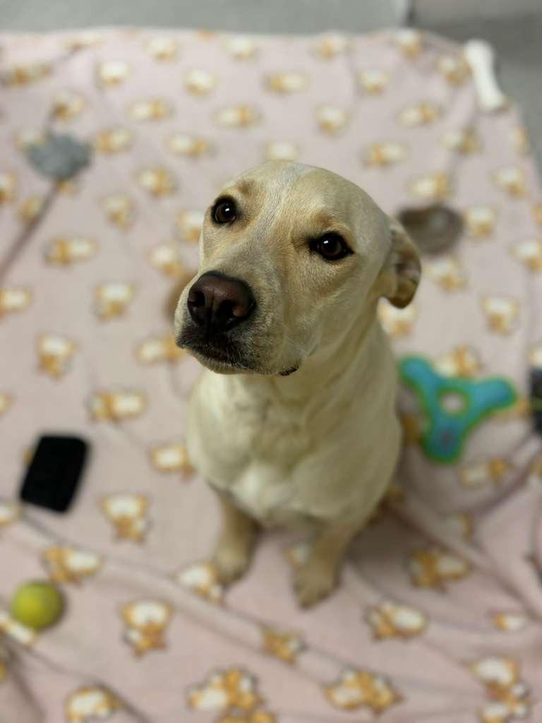 Man O' War, a Adoptable mixed breed in Phoenix, AZ image 5/6