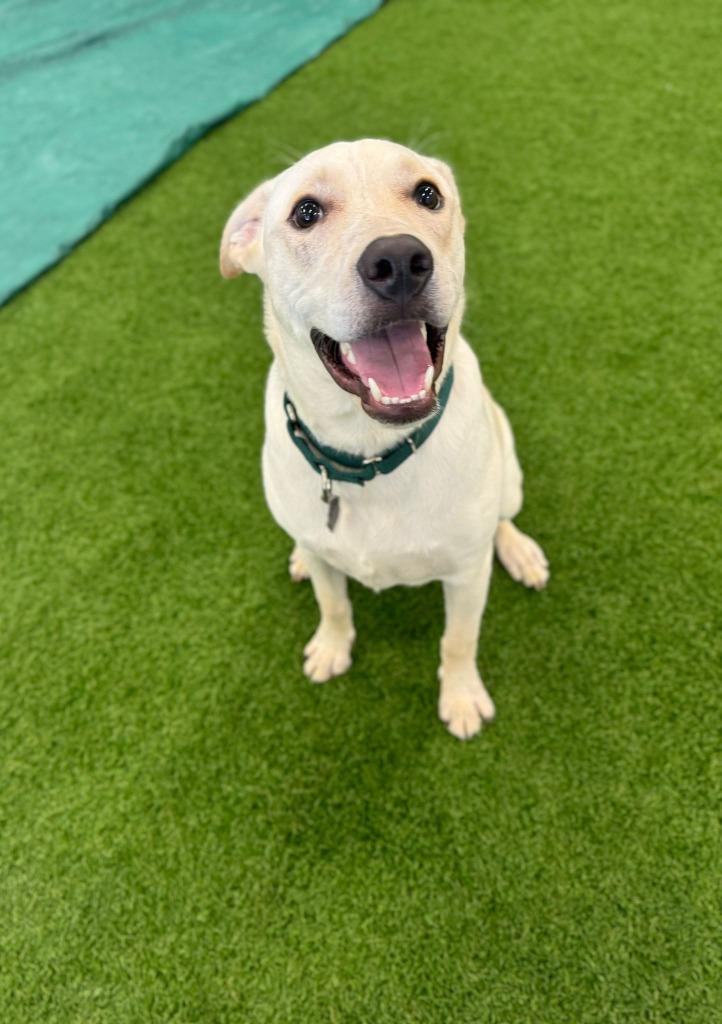 Man O' War, a Adoptable mixed breed in Phoenix, AZ image 6/6