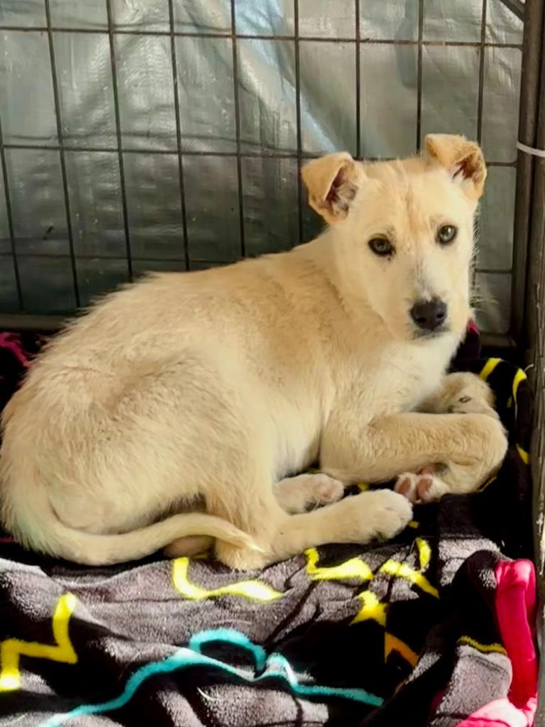 Porter, Adoptable, Puppy Male Wirehaired Terrier & Yellow Labrador Retriever.