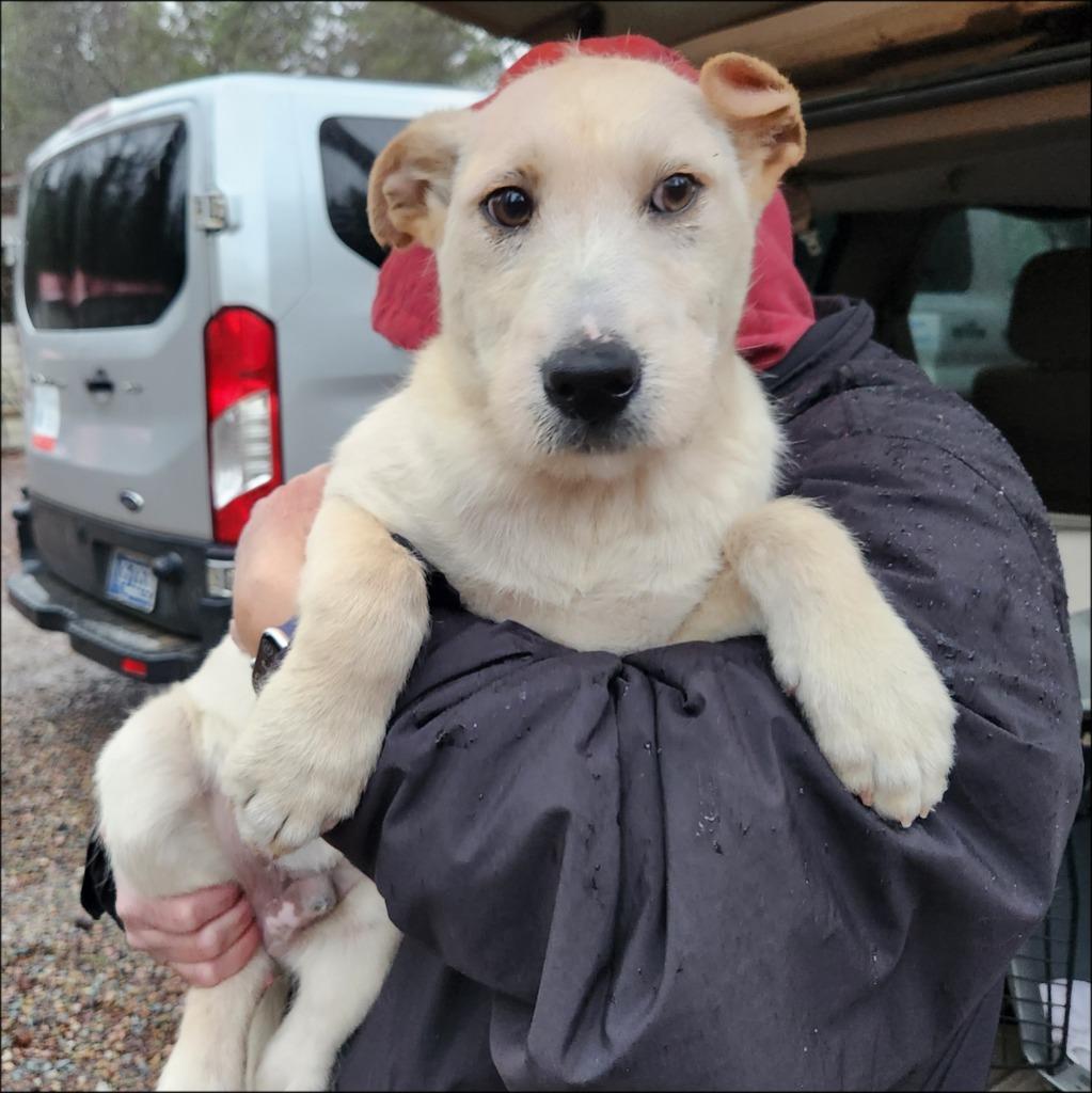 Enlarge Porter, a Adoptable mixed breed in Thompson Falls, MT image 2/4
