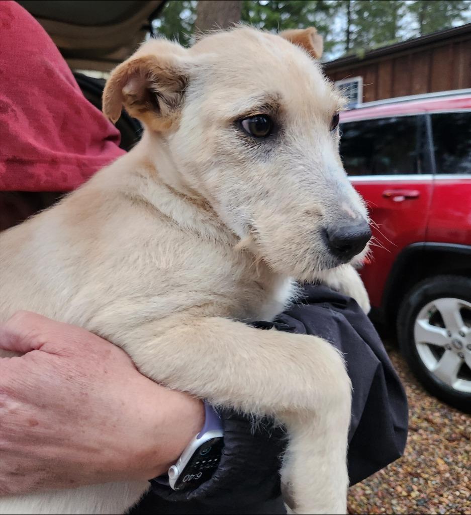 Enlarge Porter, a Adoptable mixed breed in Thompson Falls, MT image 3/4