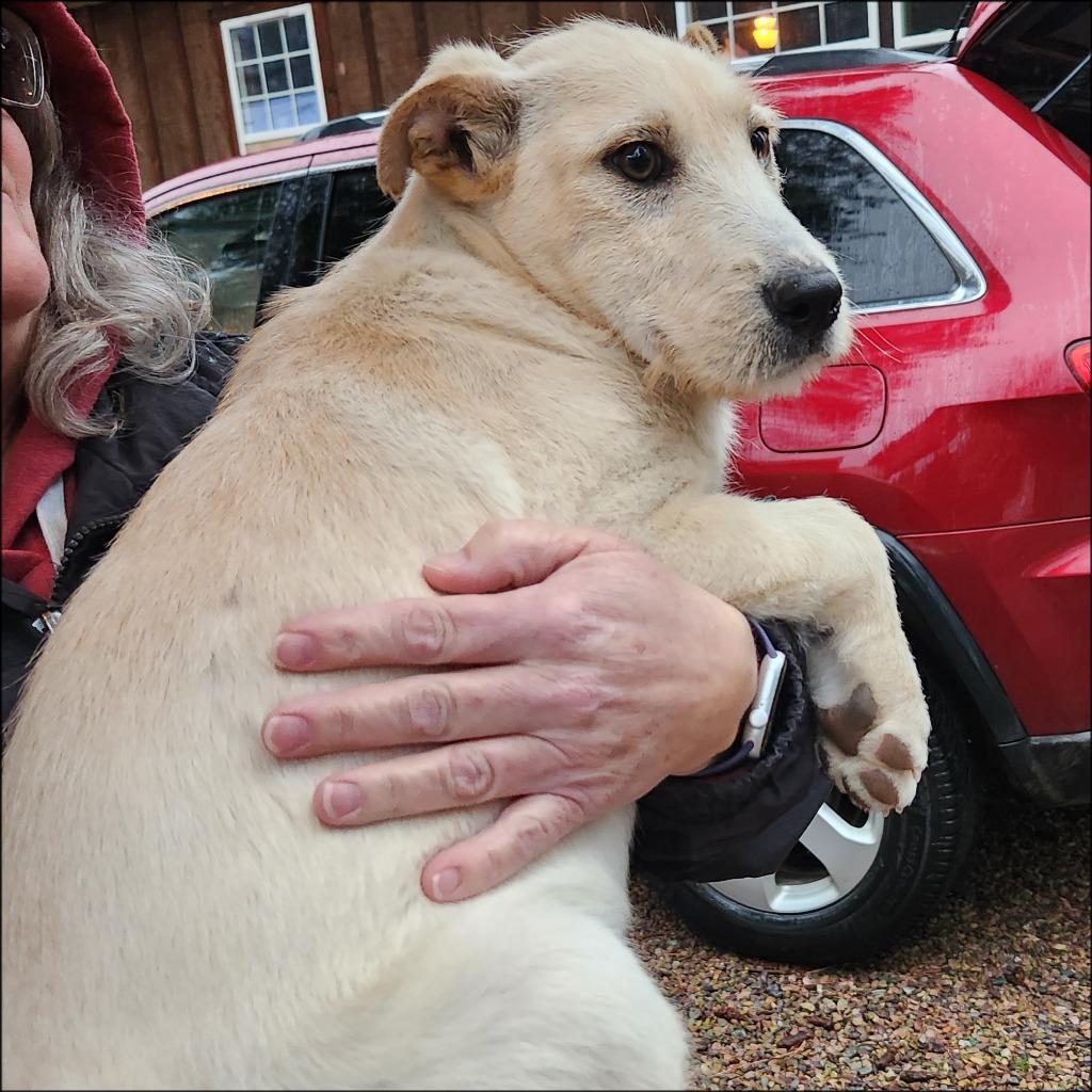 Enlarge Porter, a Adoptable mixed breed in Thompson Falls, MT image 4/4