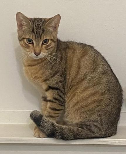 Enlarge Ranger, a ADOPTABLE mixed breed in Ontario, NY image 3/3