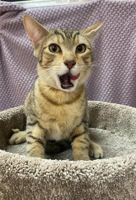 Enlarge Ranger, a ADOPTABLE mixed breed in Ontario, NY image 2/3