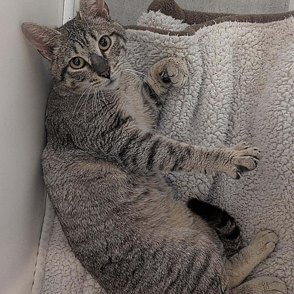 Gulliver, Adoptable, Young Male Domestic Short Hair.