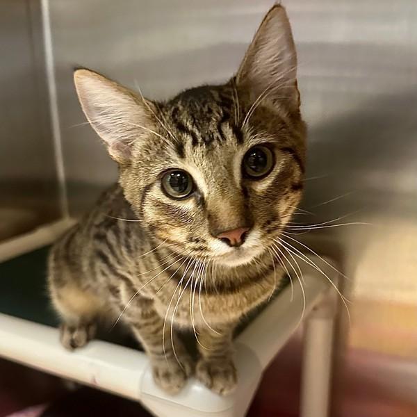 Bigfoot, Adoptable, Kitten Male Domestic Short Hair.