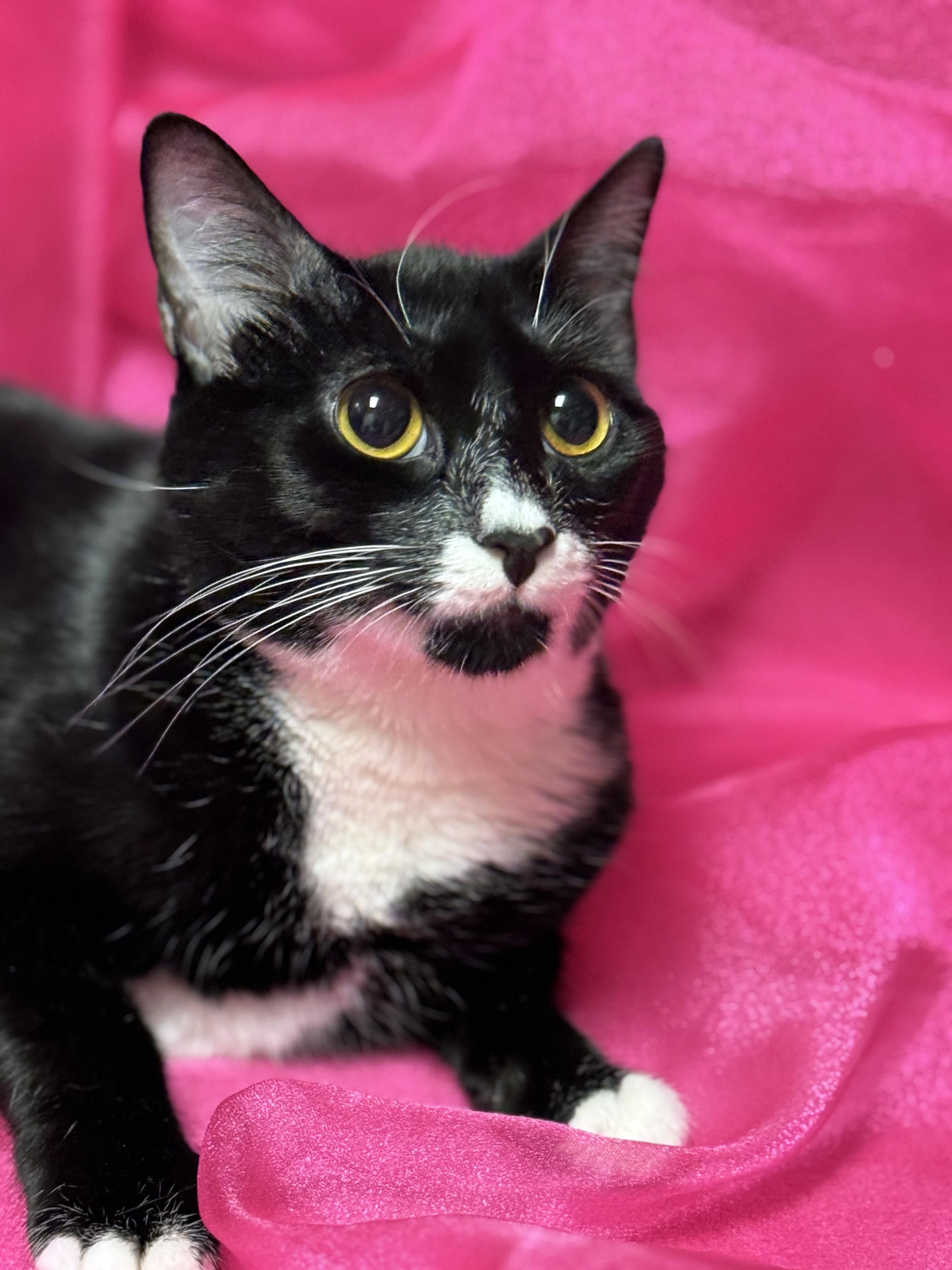 Enlarge *Lexi*, a ADOPTABLE mixed breed in Sanford, FL image 4/6