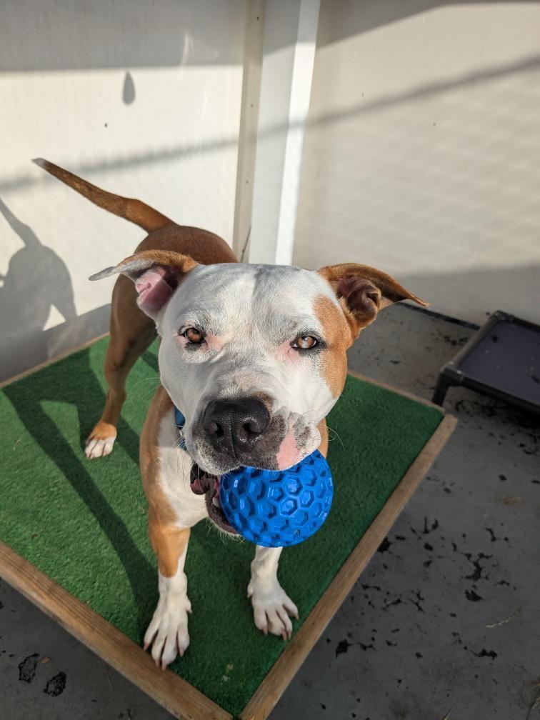Enlarge 25-21 Milo, a Adoptable Pit Bull Terrier in Amityville, NY image 3/6