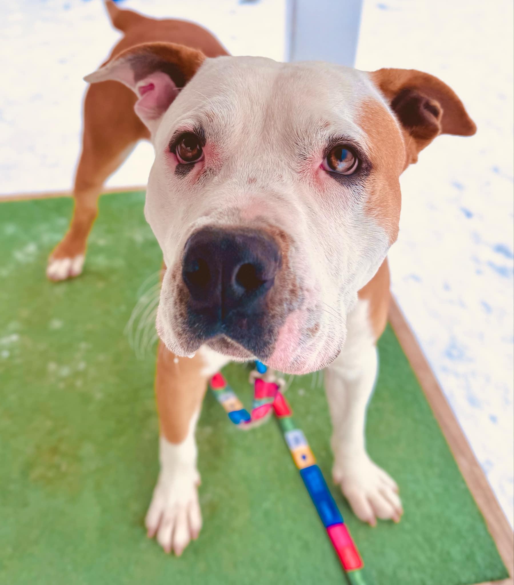 Enlarge 25-21 Milo, a Adoptable Pit Bull Terrier in Amityville, NY image 6/6