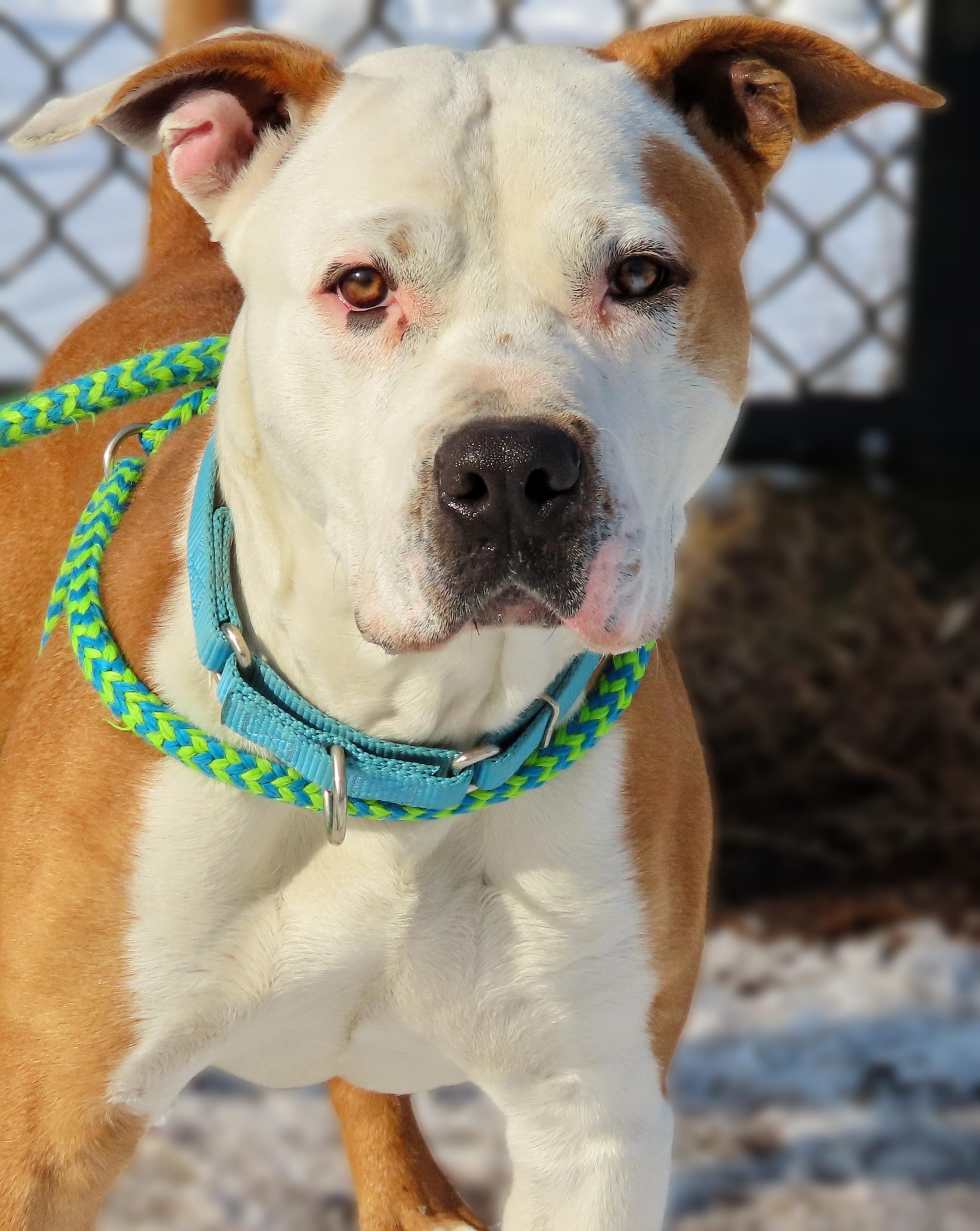 Enlarge 25-21 Milo, a Adoptable Pit Bull Terrier in Amityville, NY image 5/6