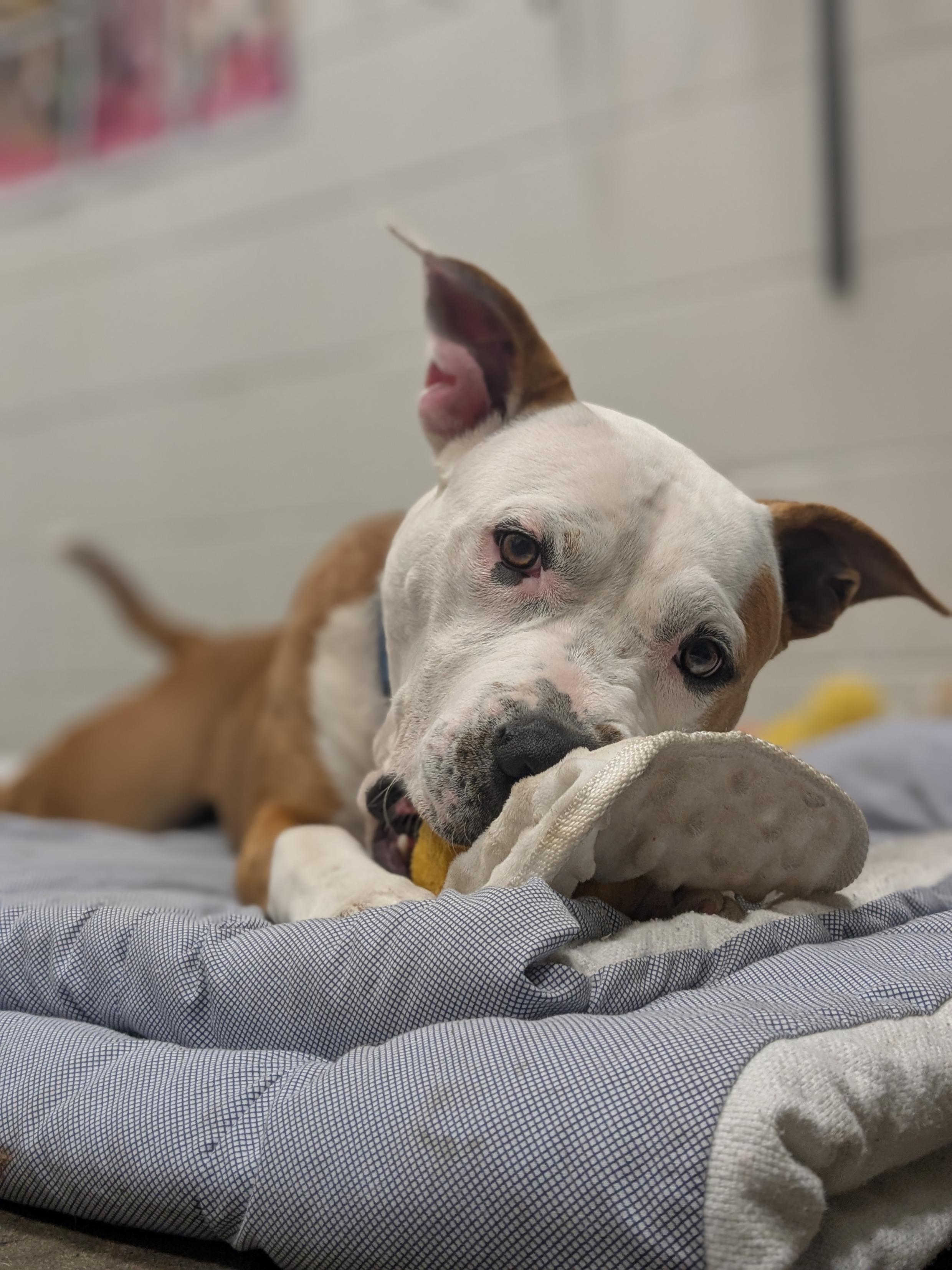 Enlarge 25-21 Milo, a Adoptable Pit Bull Terrier in Amityville, NY image 2/6