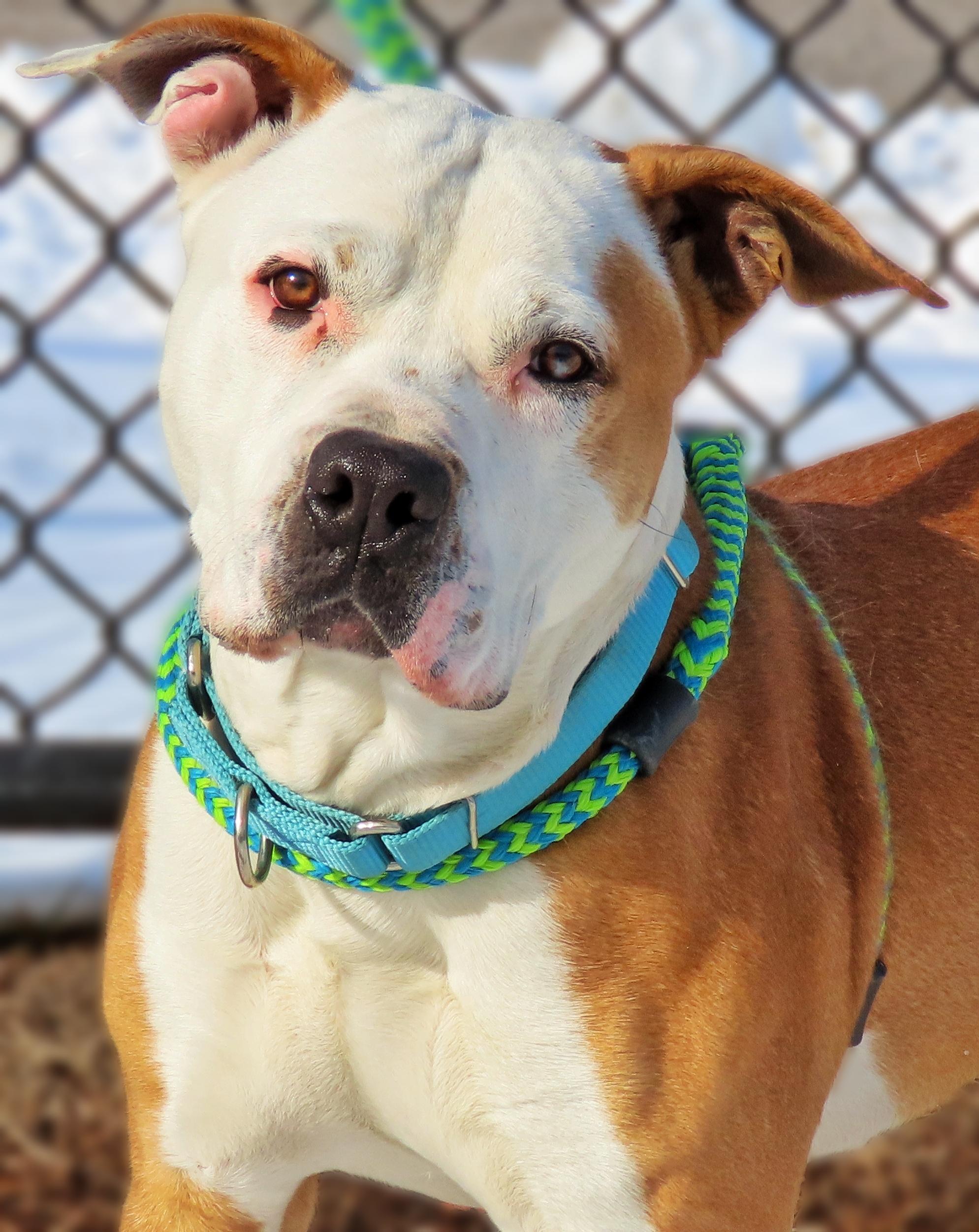 25-21 Milo, Adoptable, Adult Male Pit Bull Terrier.