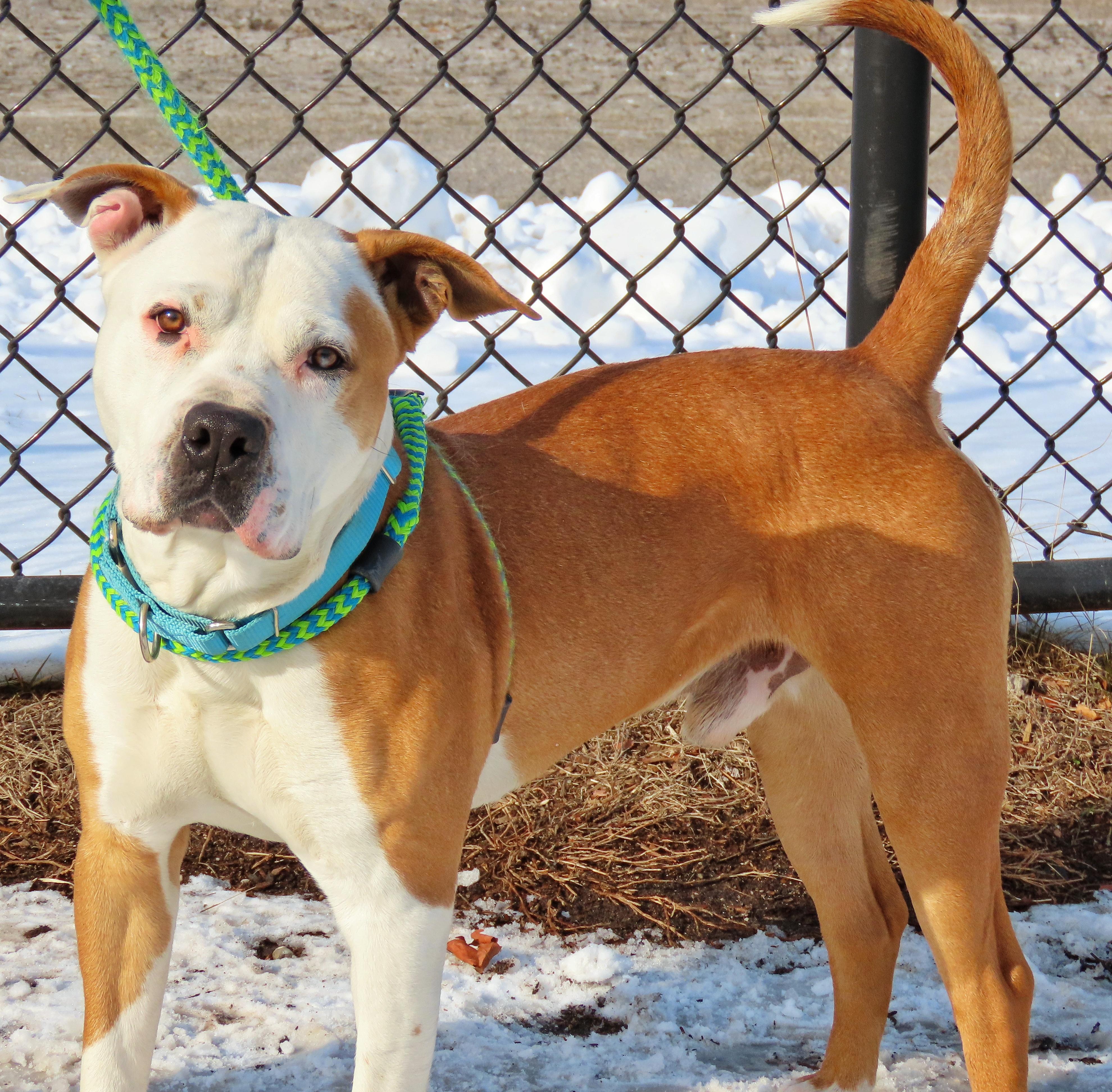 Enlarge 25-21 Milo, a Adoptable Pit Bull Terrier in Amityville, NY image 4/6