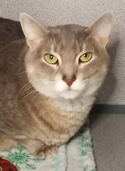 Enlarge Athena, an adopted Domestic Short Hair in Waupaca, WI image 1/1