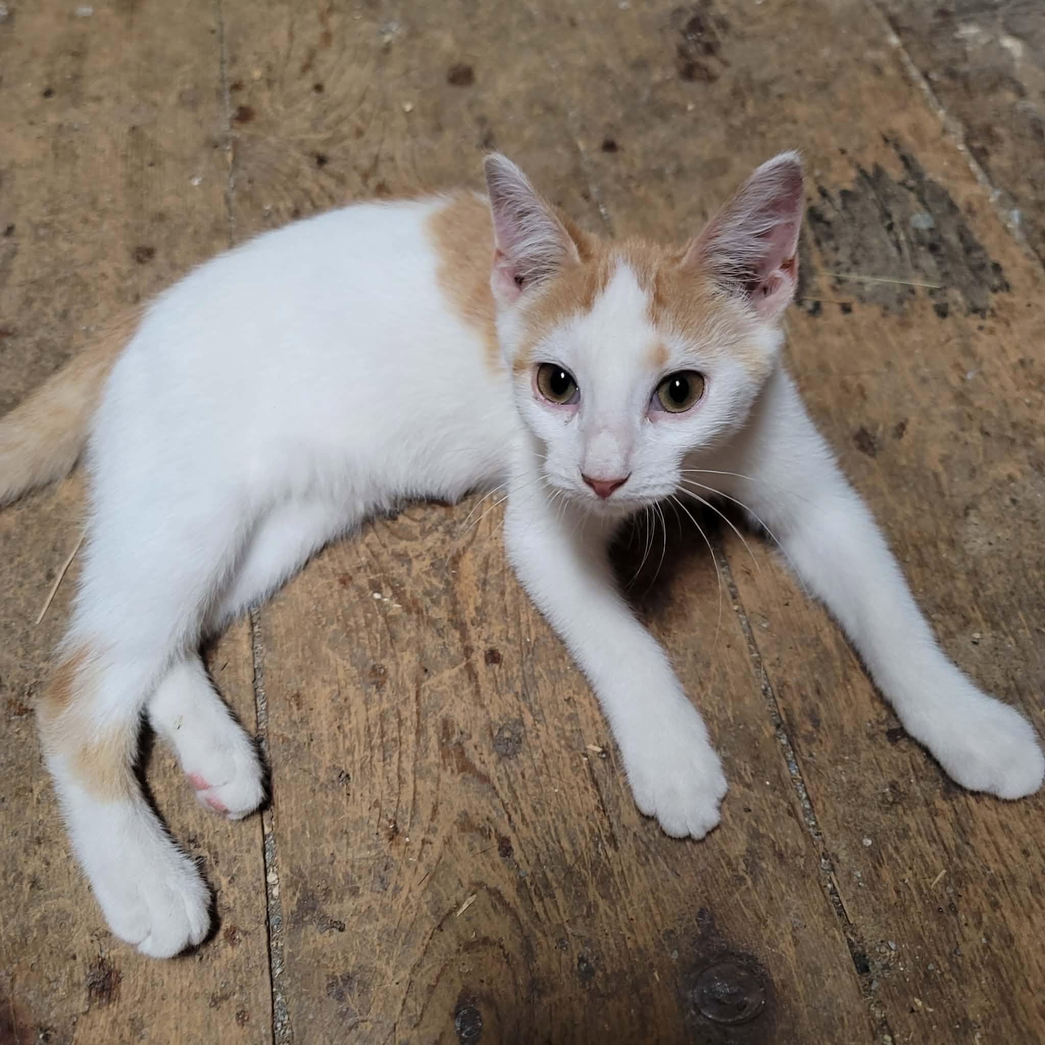 Enlarge Honeybee, a Adoptable Domestic Short Hair in Dakota, IL image 3/3
