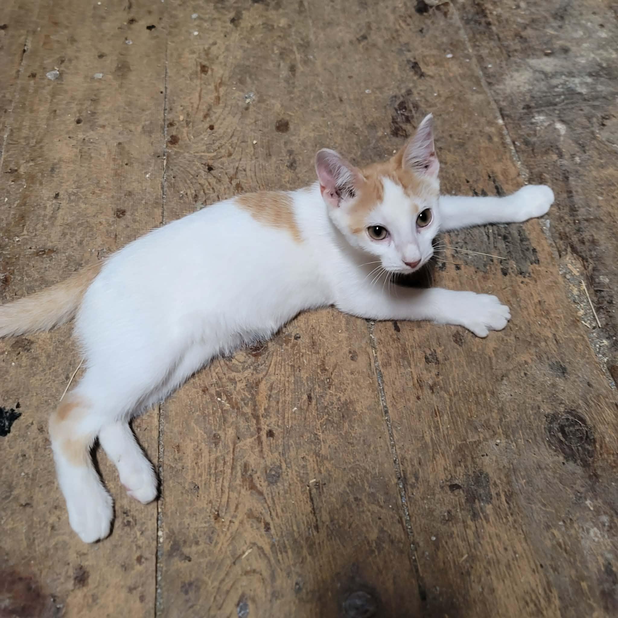 Enlarge Honeybee, a Adoptable Domestic Short Hair in Dakota, IL image 2/3
