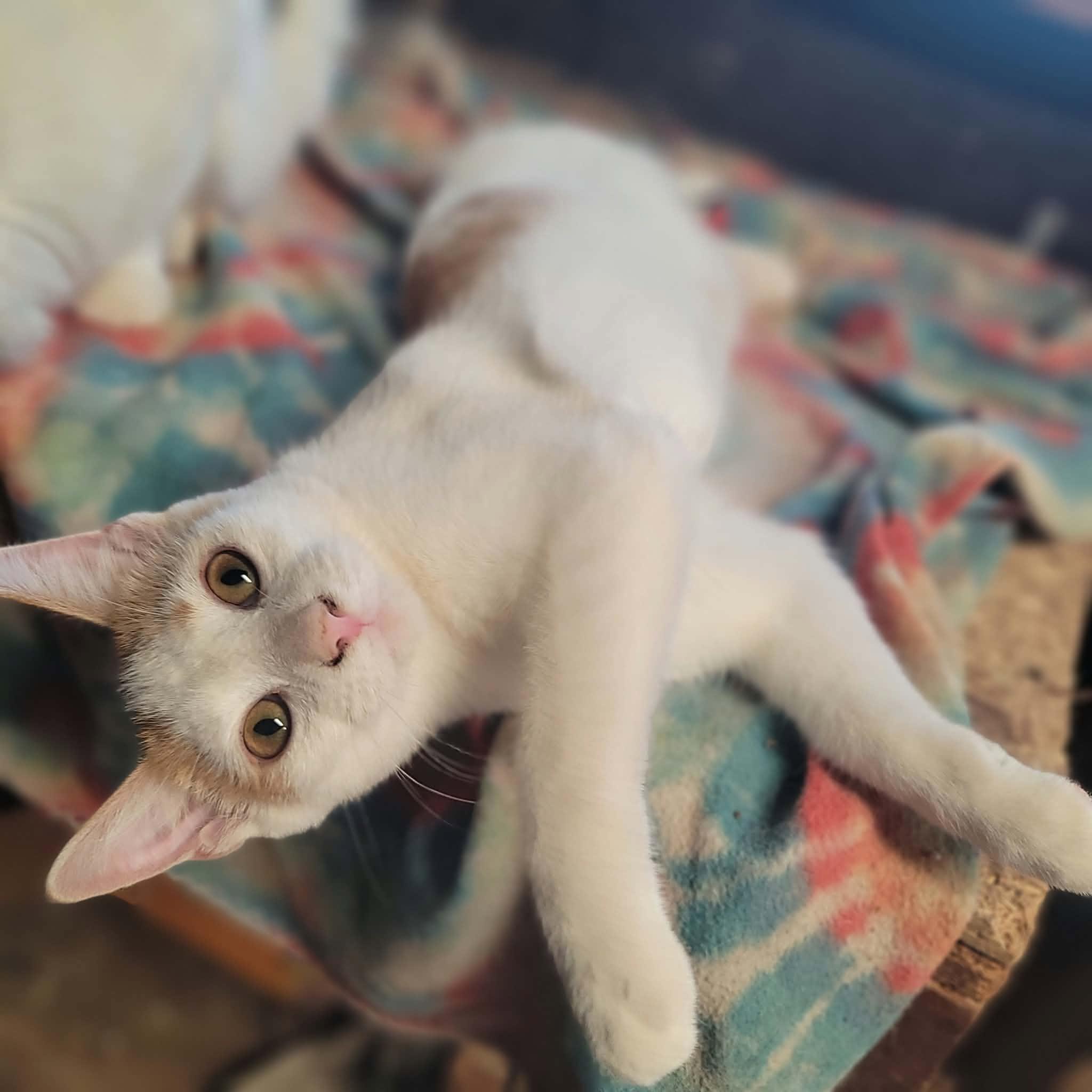 Enlarge Honeybee, a Adoptable Domestic Short Hair in Dakota, IL image 1/3