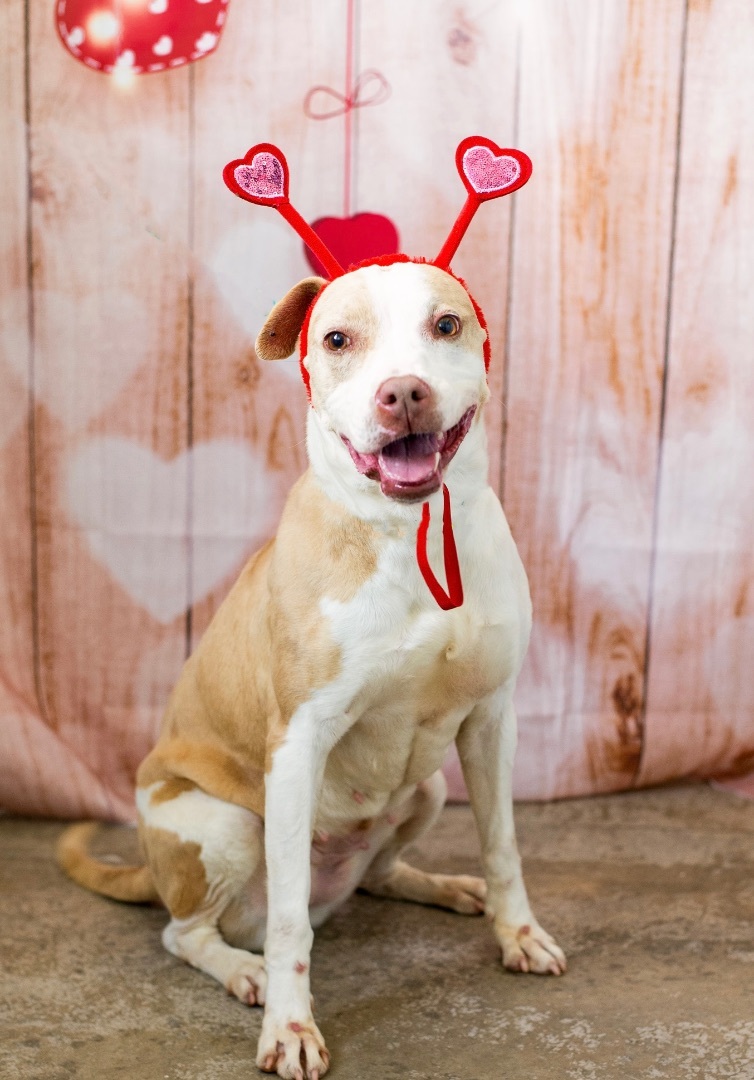 Enlarge Dottie, a Adoptable mixed breed in Lancaster, SC image 9/12