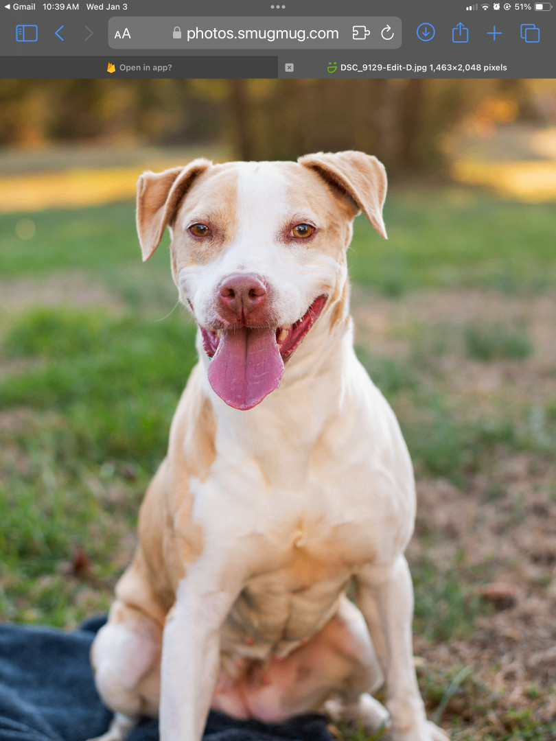 Dottie, an adoptable Terrier in Lancaster, SC, 29720 | Photo Image 3