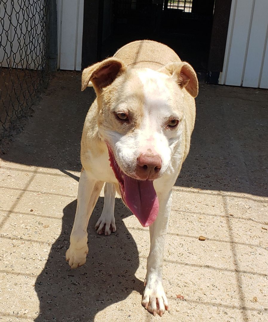 Enlarge Dottie, a Adoptable mixed breed in Lancaster, SC image 10/12